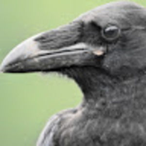 Meet your Posher, Henry